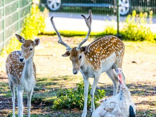 Ferienpark Sumar Umgebung 10