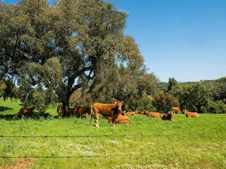 Holiday park Montemor-o-Novo Environment 30