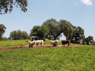 Vakantiepark Montemor-o-Novo Omgeving 34