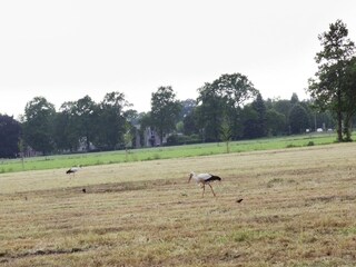 Ferienpark IJhorst Umgebung 14