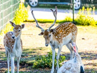 Parc de vacances Sumar Environnement 16