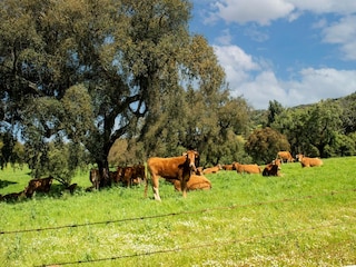 Ferienpark Montemor-o-Novo Umgebung 25