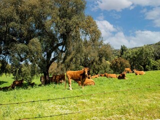 Holiday park Montemor-o-Novo Environment 25