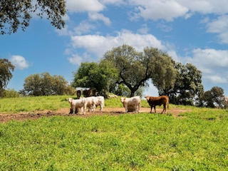 Ferienpark Montemor-o-Novo Umgebung 28