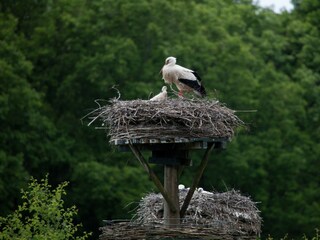 Parc de vacances IJhorst  19