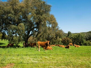 Holiday park Montemor-o-Novo Environment 34
