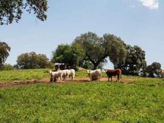 Vakantiepark Montemor-o-Novo Omgeving 36