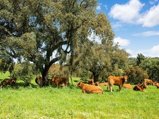 Parc de vacances Montemor-o-Novo Environnement 36