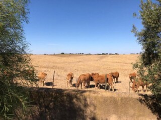 Parco vacanze Montemor-o-Novo Ambiente 36