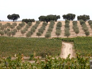 Ferienpark Montemor-o-Novo Umgebung 37