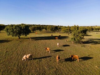 Parc de vacances Montemor-o-Novo Environnement 40