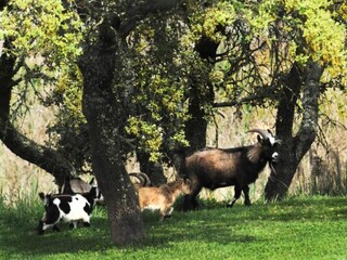 Parc de vacances Montemor-o-Novo Environnement 30