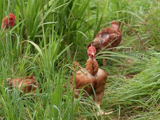 Parco vacanze Camacha (Madeira) Ambiente 22