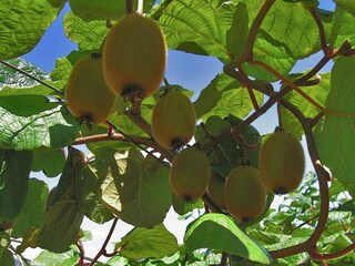 Parque de vacaciones Camacha (Madeira) Grabación al aire libre 3