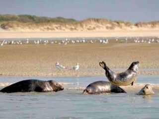 Parc de vacances Quend Environnement 17