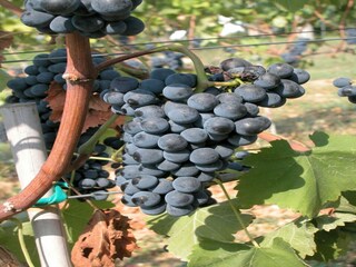 Bauernhof Umbertide  36