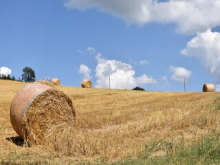 Type de propriété : Ferme Umbertide Environnement 34