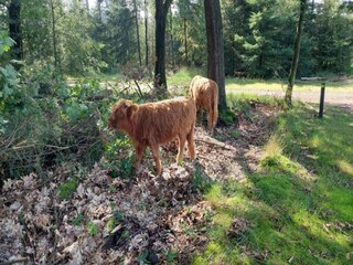 Parc de vacances Vlierden Environnement 21