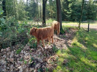 Parc de vacances Vlierden Environnement 19