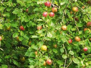 Parco vacanze Hornberg Registrazione all'aperto 3
