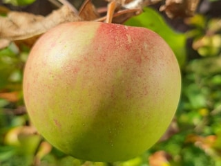Ferienpark Hornberg Umgebung 14
