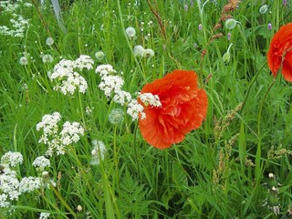 Parco vacanze Hornberg Registrazione all'aperto 4