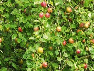 Ferienpark Hornberg Außenaufnahme 5