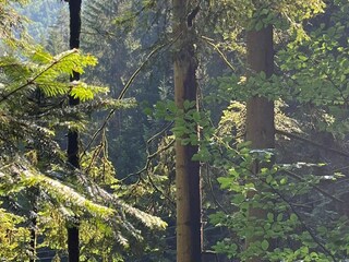 Parc de vacances Hornberg Environnement 18