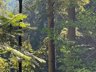 Holiday park Hornberg Environment 17