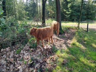 Vakantiepark Vlierden Omgeving 16