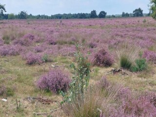 Parco vacanze Vlierden Ambiente 23