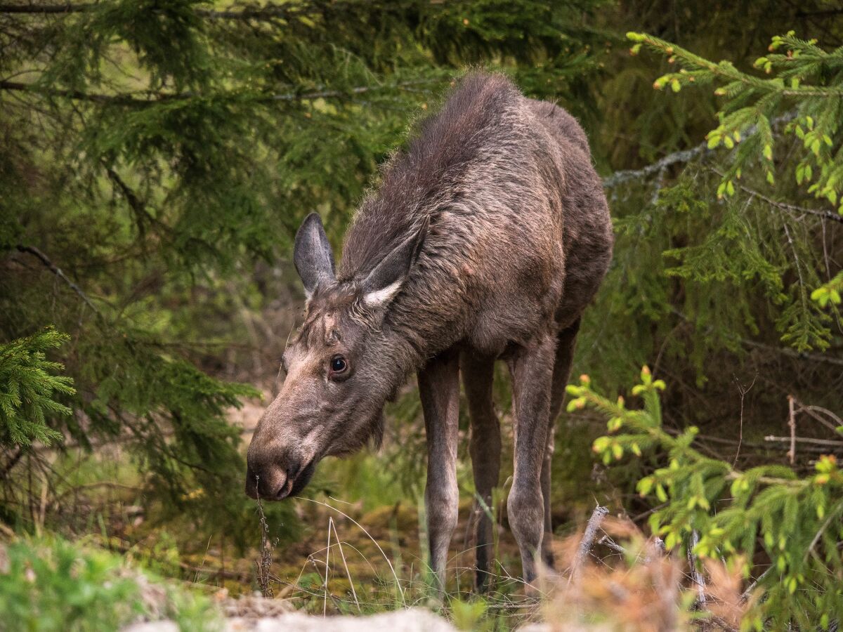 Wildtiere beobachten