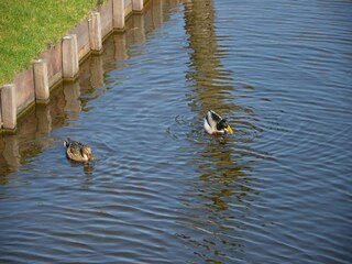 Parque de vacaciones Oost-Graftdijk Entorno 16