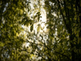 Vakantiepark Lanaken  28