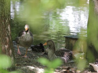 Parc de vacances Quend  31
