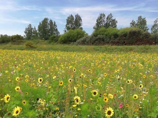 Ferienpark Veere Umgebung 14