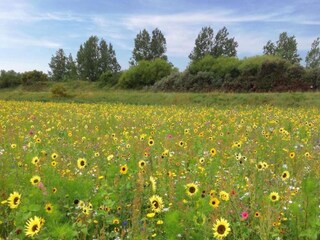 Parc de vacances Veere Environnement 14