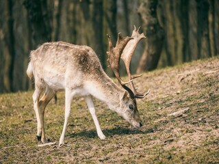 Ferienpark Peer Umgebung 24