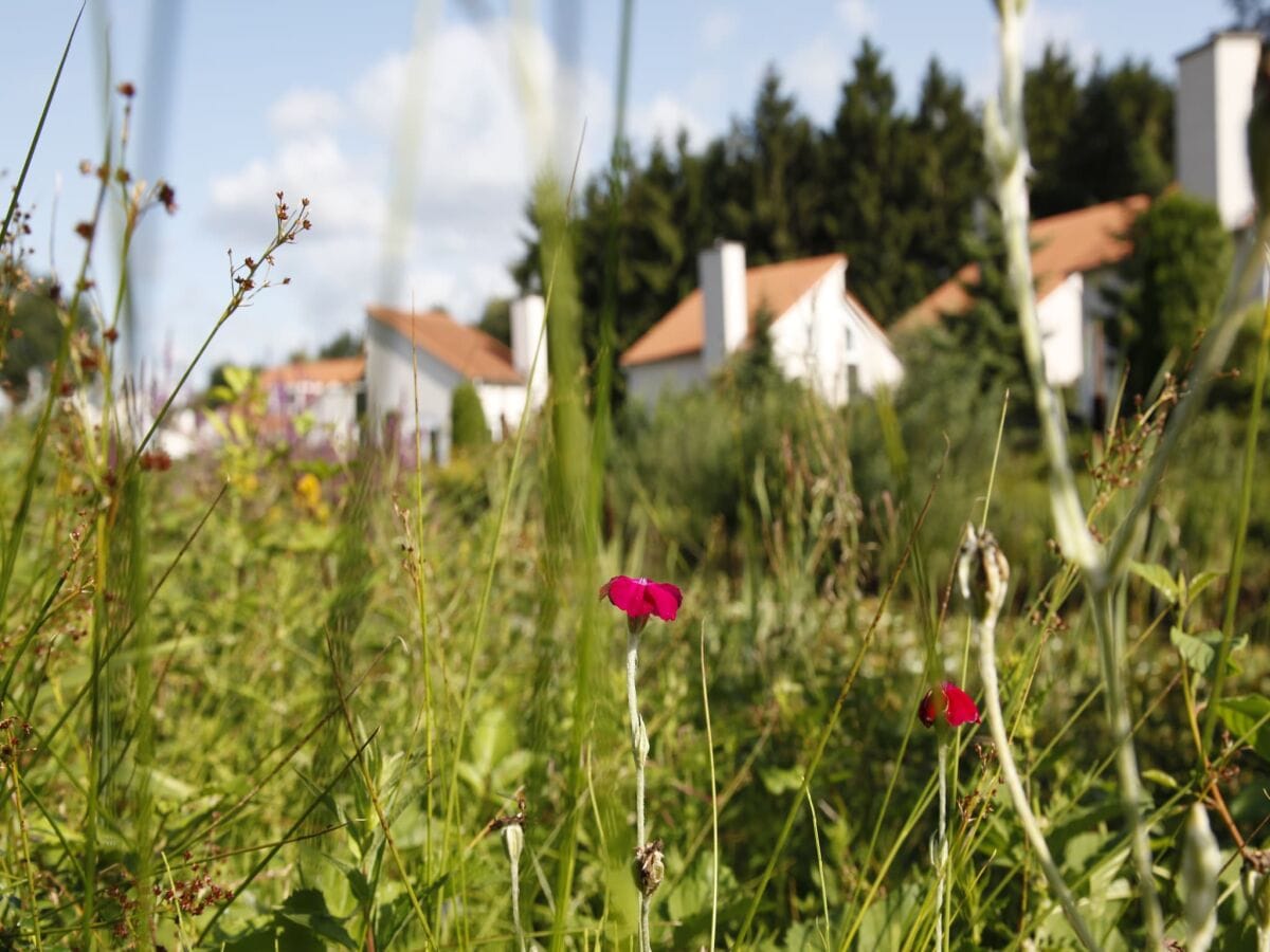 Ferienpark Arcen Umgebung 10