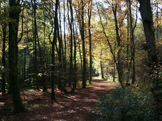 Holiday park Gerolstein Environment 19