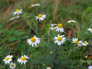 Holiday park Gerolstein  36