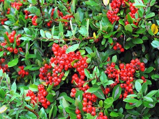 Parque de vacaciones Gerolstein  31