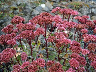 Parc de vacances Gerolstein  32