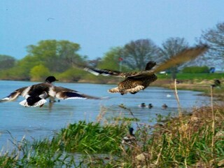Vakantiepark Arcen Omgeving 16