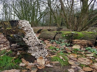 Vakantiepark Arcen Omgeving 18