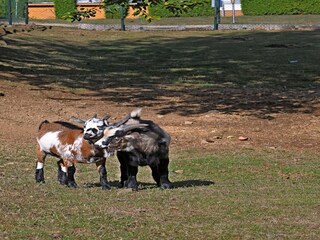 Ferienpark Gerolstein  36