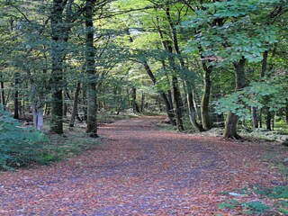 Ferienpark Gerolstein Umgebung 13