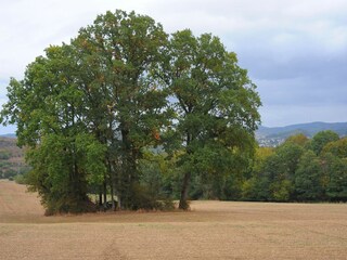 Vakantiepark Gerolstein Omgeving 14