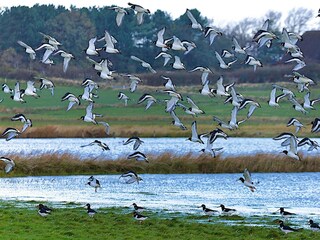 Holiday house Oldsum auf Föhr Environment 20