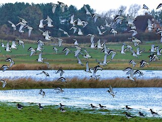 Holiday house Oldsum auf Föhr  31